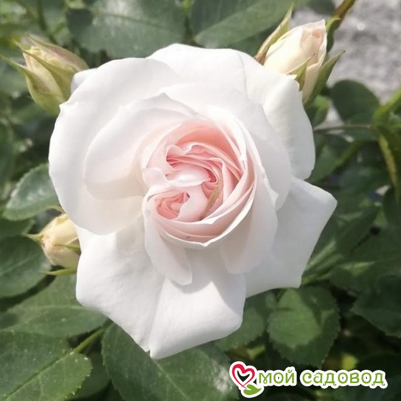 Роза Аспирин – 1 Р.