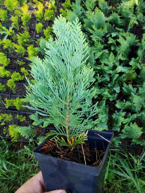 Кипарисовик лавсона Колумнарис