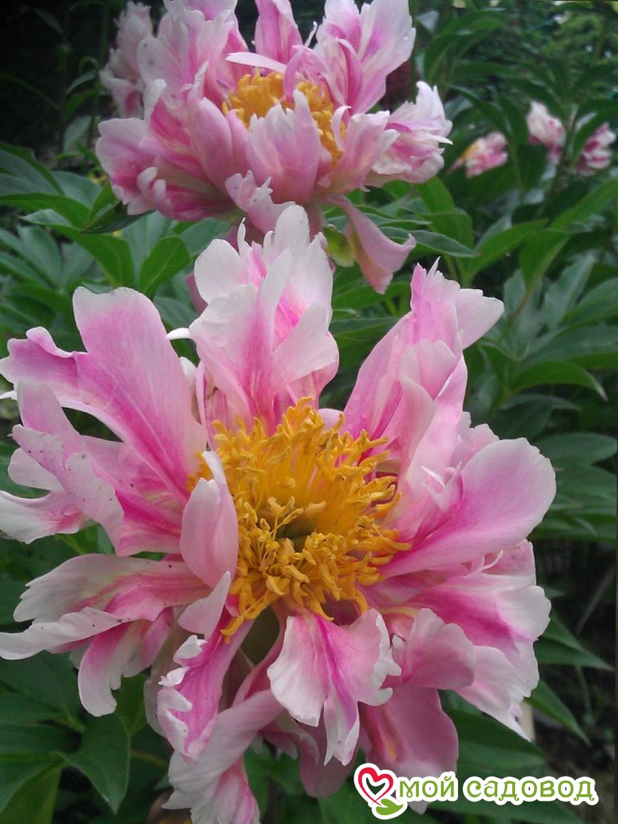 Пион молочноцветковый Пинк Спритзер