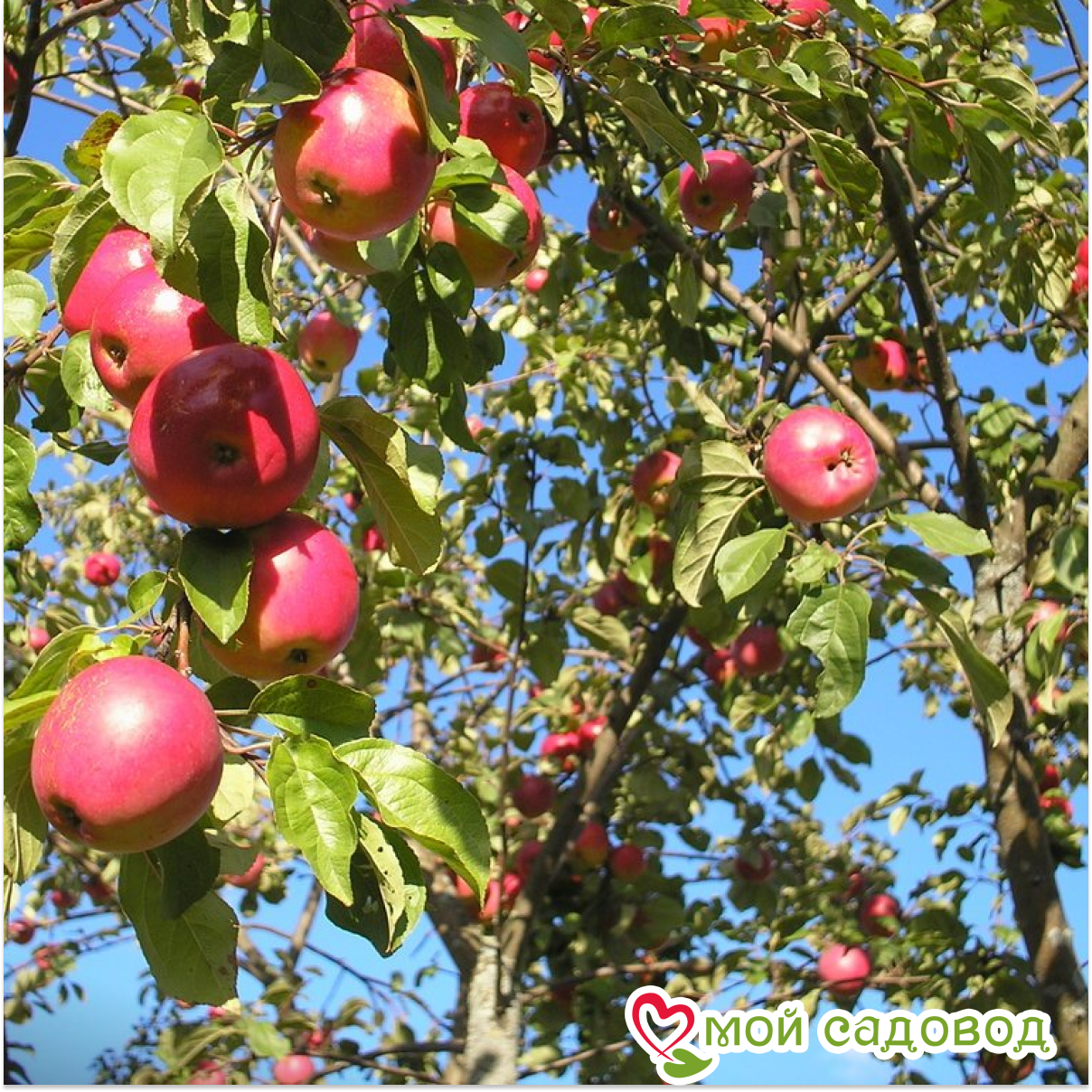 Яблоня Яблочный спас
