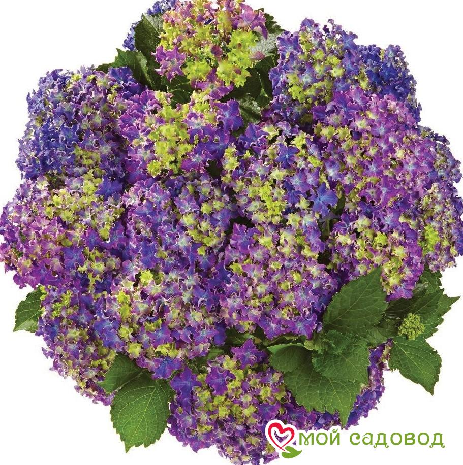 Гортензия Керли Спаркл Блю Пепл