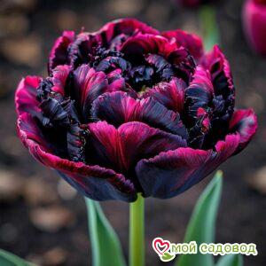 Тюльпан Фламинго